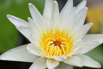 Close-up of white flower