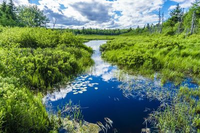 Scenic view of lake in forest