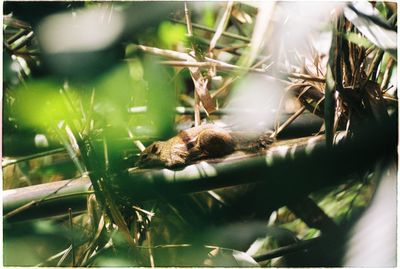 Close-up of lizard on tree