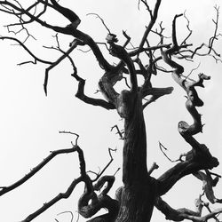 Low angle view of bare trees against sky