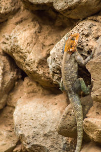 Close-up of lizard on rock