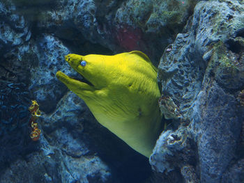 Close-up of fish swimming in sea