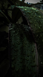 Close-up of wet leaf