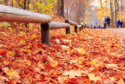 Autumn leaves on fallen tree in park