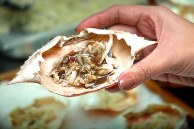 Close-up of hand holding crab shell