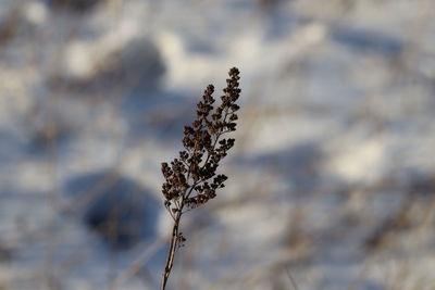 Close-up of frozen plant