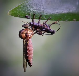 Close-up of insect