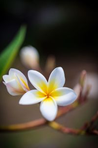 Close-up of frangipani blooming outdoors