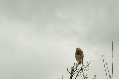 Low angle view of eagle perching on branch against sky