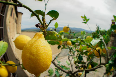 Close-up of fruits hanging on tree