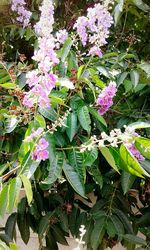 Close-up of flowers blooming outdoors