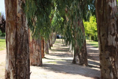 Trees in park