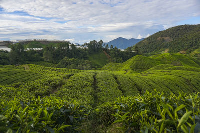 Scenic view of agricultural field against sky