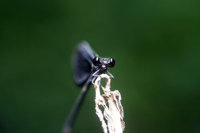 Close-up of insect