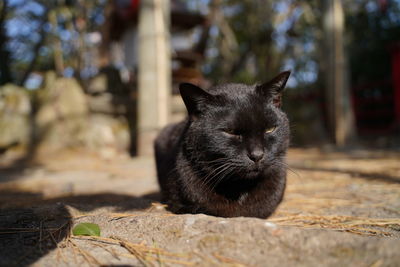 Close-up of a cat