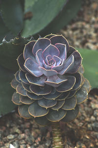 Close-up of succulent plant