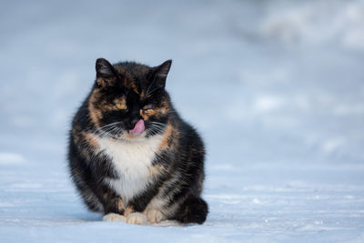 Portrait of white cat on snow covered field