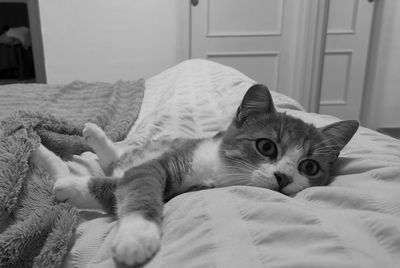 Portrait of cat resting on bed at home