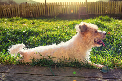 Dog on grass