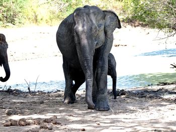 Elephant on tree