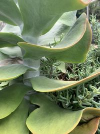 Close-up of green leaves on plant