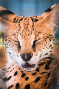 Portrait of serval cat with blur background