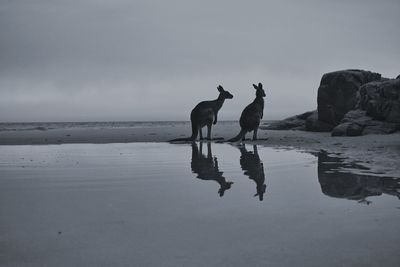 Horses standing by sea against sky