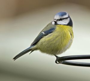 Close-up of bird perching on branch