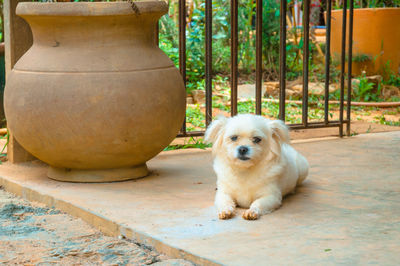 Portrait of dog sitting outdoors