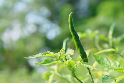 Close-up of green chili pepper plant