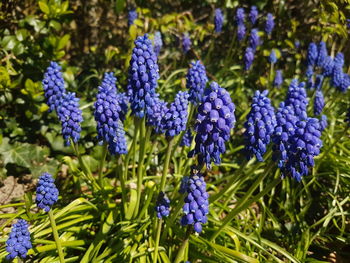 Close-up of purple flowering plants