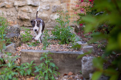 Portrait of small dog on land