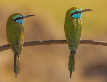 Close-up of birds perching on branch