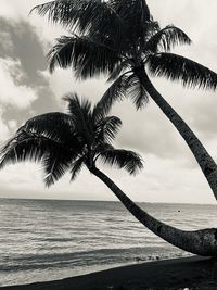 Palm tree by sea against sky