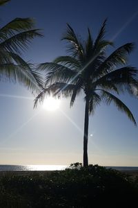 Palm trees on beach against sky