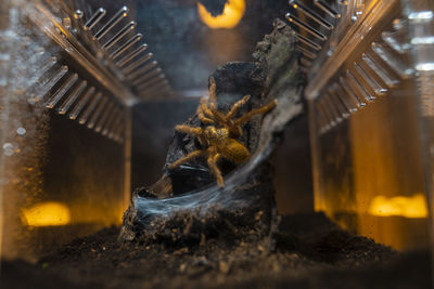 Close-up of burning candles