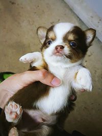 Close-up portrait of dog