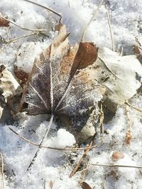 Close-up of leaves