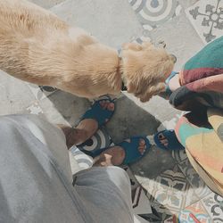 Low section of people with dog