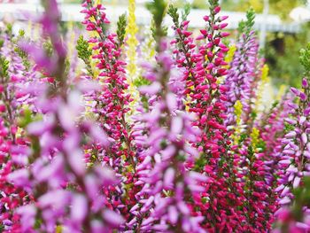 Close-up of purple flowers blooming outdoors