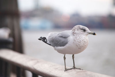 Close-up of seagull perching on railing against wall