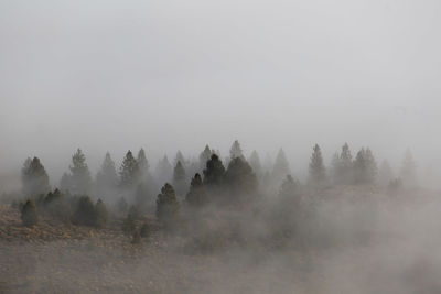 Scenic view of forest against clear sky