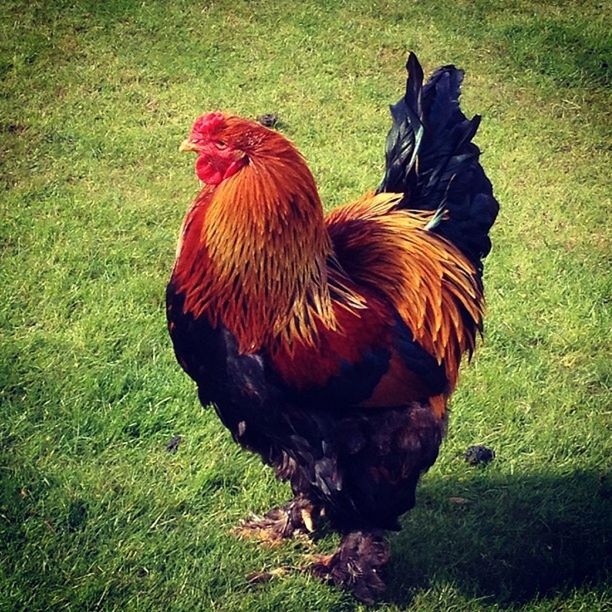 animal themes, bird, grass, field, one animal, animals in the wild, wildlife, chicken - bird, grassy, livestock, feather, nature, hen, rooster, full length, day, outdoors, close-up, high angle view, duck