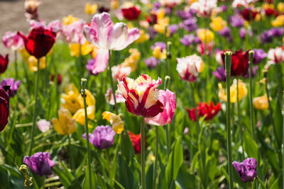 Close-up of pink flowering plants on field