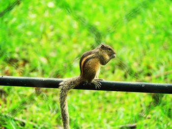 Close-up of squirrel on tree