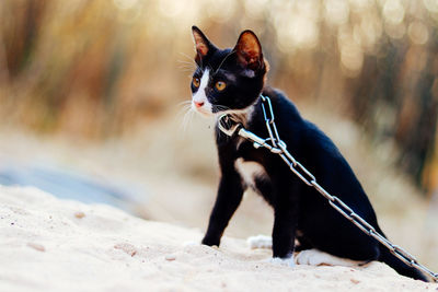 Black cat with chain looking away while sitting on sand