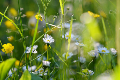 Close-up of white flowering plants on field