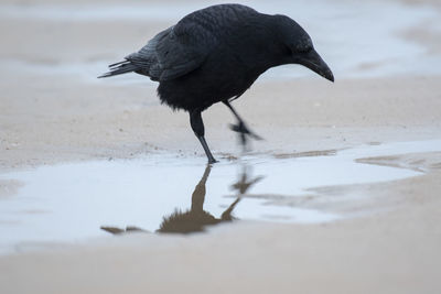 Black bird on beach