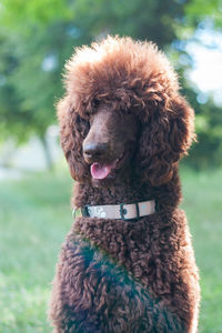 Close-up of a dog on field