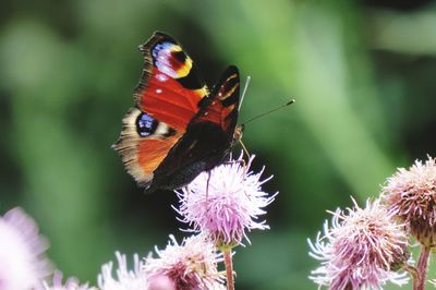 Close-up of butterfly pollinating on flower